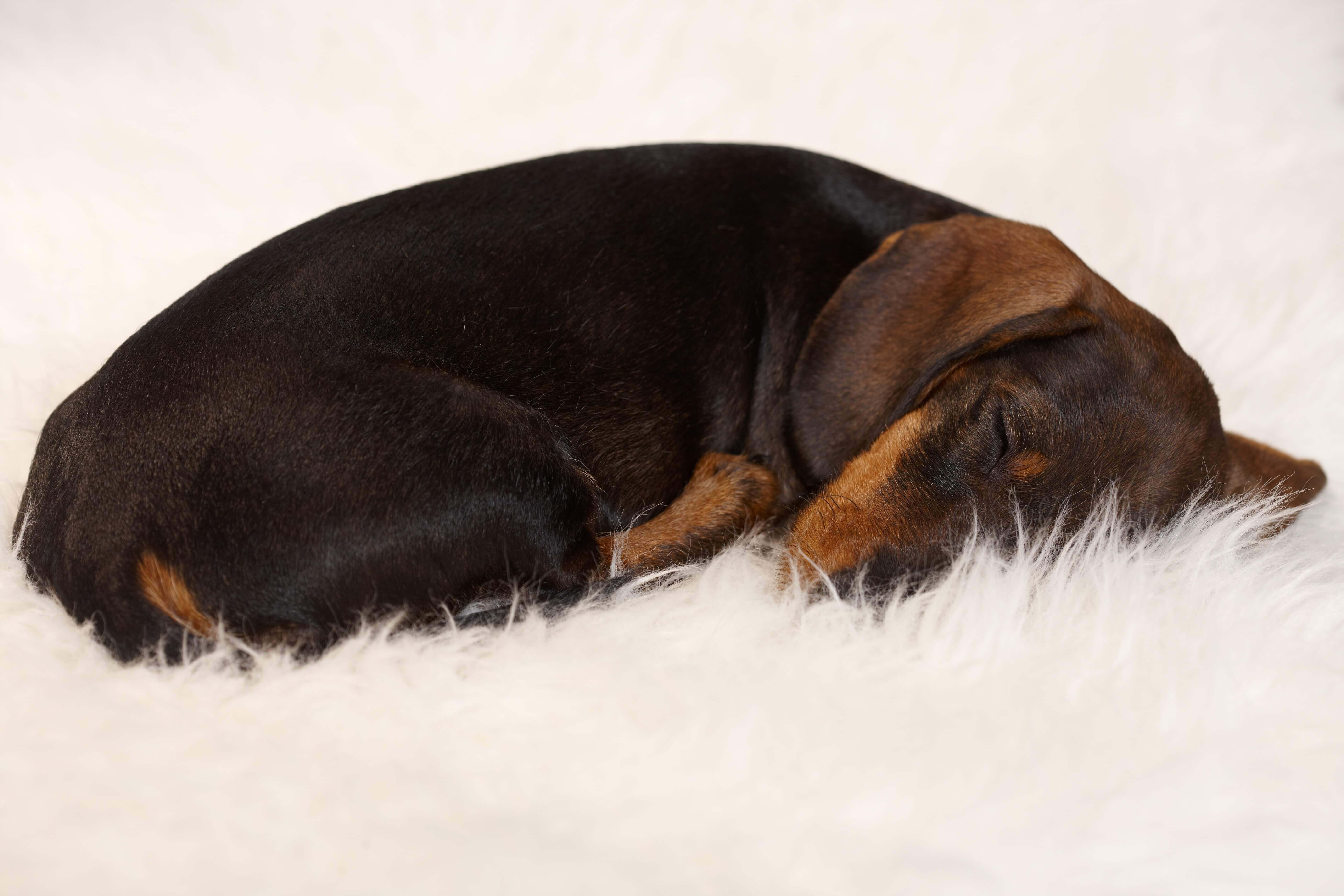 Sausage dog snuggles on rug, used in blog 4 reasons taking breaks make your brain work