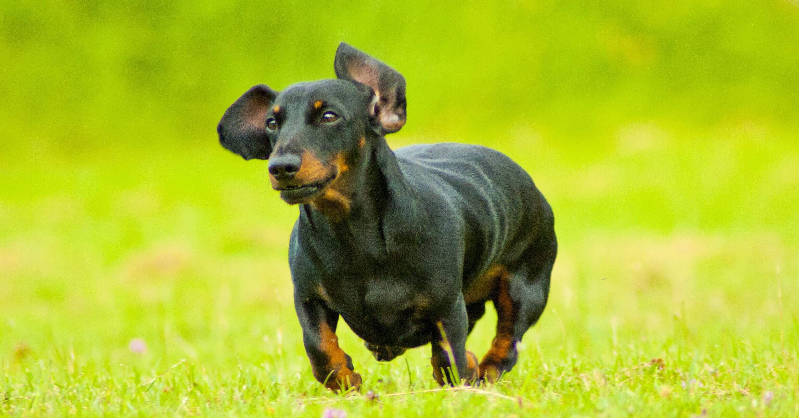 A sausage dog runs in a park, used in blog 4 reasons taking breaks make your brain work