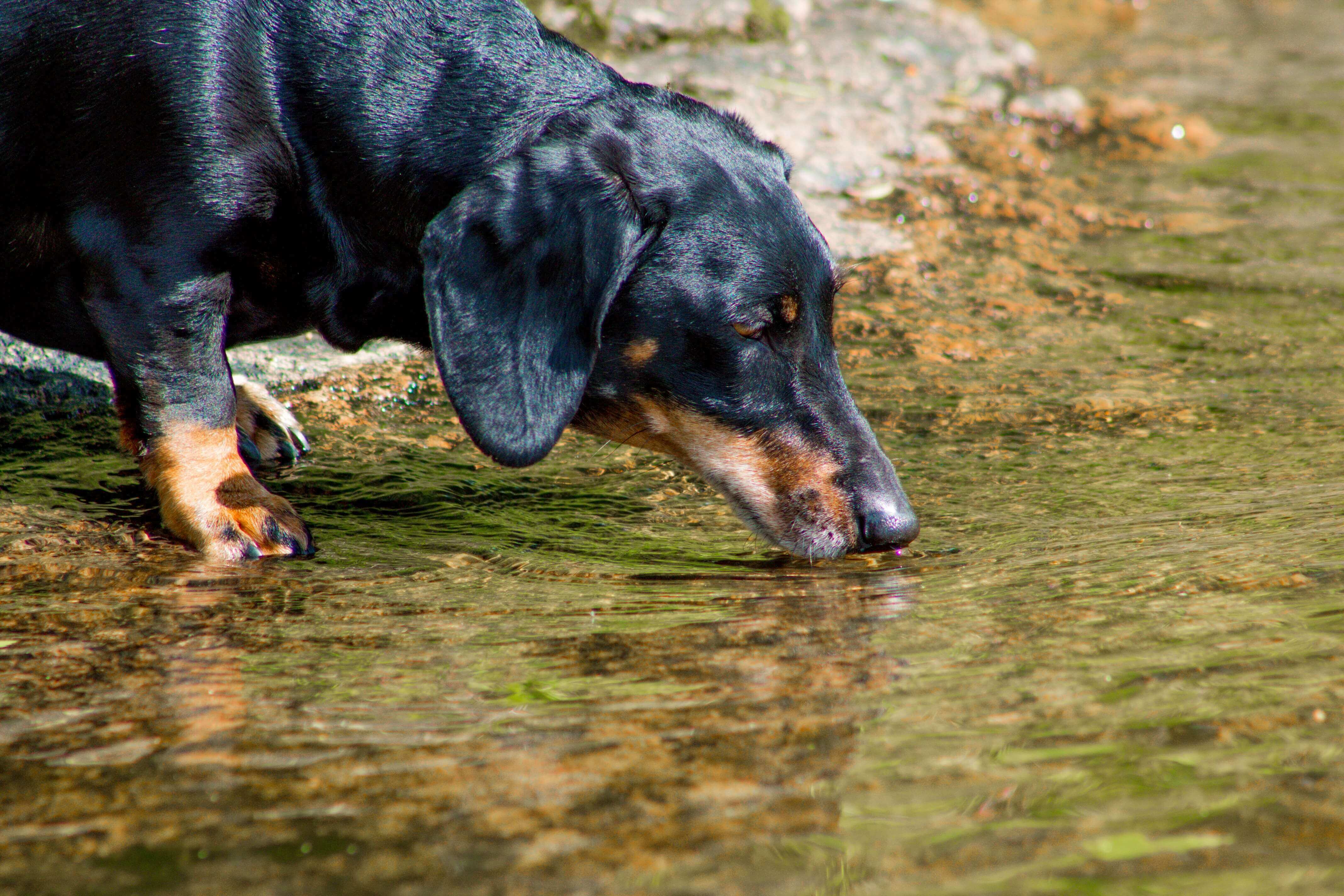 Sausage dog drinks water from a river, used in blog 4 reasons taking breaks make your brain work